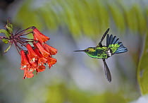Western Emerald (Chlorostilbon melanorhynchus) hummingbird male feeding on nectar of Bomarea (Bomarea multiflora) flower in cloud forest, Tandayapa Valley, western slope of Andes, Ecuador
