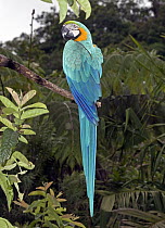Blue and Yellow Macaw (Ara ararauna), Ecuador