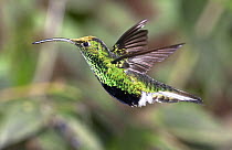 Mountain Velvetbreast (Lafresnaya lafresnayi) hummingbird male flying in temperate forest, Verdecocha Ecological Reserve, western slope of Andes, Ecuador