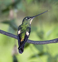 Buff-winged Starfrontlet (Coeligena lutetiae) hummingbird female in temperate forest, Verdecocha Ecological Reserve, western slope of Andes, Ecuador