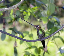 Sword-billed Hummingbird (Ensifera ensifera) male in temperate forest, Verdecocha Ecological Reserve, western slope of Andes, Ecuador