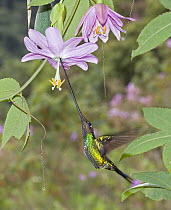 Sword-billed Hummingbird (Ensifera ensifera) male feeding on nectar of Rosy Passion Fruit (Passiflora cumbalensis) flower in temperate forest, Verdecocha Ecological Reserve, western slope of Andes, Ec...