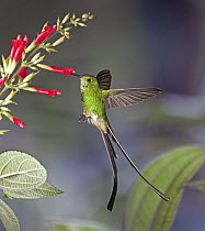 Green-tailed Trainbearer (Lesbia nuna) hummingbird male feeding on nectar of Sage (Salvia sp) flower in temperate forest, Ecuador