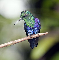 Green-crowned Woodnymph (Thalurania fannyi) hummingbird male, Milpe Bird Sanctuary, western slope of Andes, Ecuador