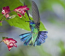 Sparkling Violet-ear (Colibri coruscans) hummingbird male feeding on nectar of Heath (Cavendishia bracteata) flower in cloud forest, Tandayapa Valley, western slope of Andes, Ecuador