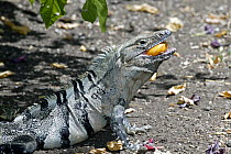 Black Spiny-tailed Iguana (Ctenosaura similis) male feeding on Cashew (Anacardium occidentale) fruit in dry forest, Guanacaste, Costa Rica