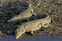 American Crocodile (Crocodylus acutus) pair basking, Tarcoles River, Costa Rica