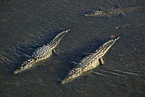 American Crocodile (Crocodylus acutus) trio in Tarcoles River, Costa Rica