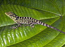 Fitch's Anole (Anolis fitchi), eastern slope of Andes, Ecuador