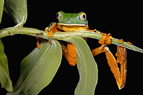 Splendid Leaf Frog (Agalychnis calcarifer), La Selva Biological Research Station, Costa Rica