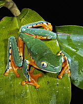 Splendid Leaf Frog (Agalychnis calcarifer), La Selva Biological Research Station, Costa Rica