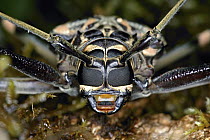 Harlequin Beetle (Acrocinus longimanus) in rainforest, Costa Rica