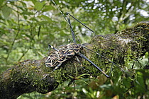 Harlequin Beetle (Acrocinus longimanus) in rainforest, Costa Rica