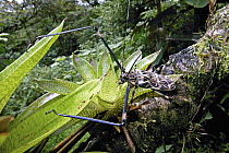 Harlequin Beetle (Acrocinus longimanus) male in rainforest, Costa Rica