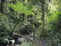 Trail in montane forest, Yanayacu Biological Station, eastern slope of Andes, Ecuador