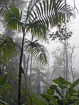 Cloud forest, Tandayapa Valley, western slope of Andes, Ecuador
