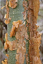 Gumbo Limbo (Bursera simaruba) bark peeling off trunk, Palo Verde National Park, Costa Rica
