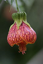 Abutilon (Abutilon sp) flower, Ecuador