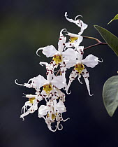 Orchid (Odontoglossum cirrhosum) flowers in cloud forest, Ecuador