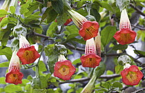 Red Floripontio (Brugmansia sanguinea) flowers in temperate forest, Ecuador