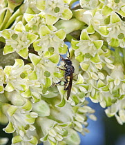 Hollowheart (Acnistus arborescens) flowers being pollinated by Bee (Apidae) in cloud forest, Tandayapa Valley, western slope of Andes, Ecuador