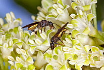 Hollowheart (Acnistus arborescens) flowers being pollinated by Bees (Apidae) in cloud forest, Tandayapa Valley, western slope of Andes, Ecuador