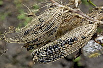 Canna (Canna sp) seed pods in cloud forest, Tandayapa Valley, western slope of Andes, Ecuador