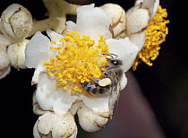 Kiwi Fruit (Saurauia brachybotrys) male flower being pollinated by Honeybee (Apis sp) in cloud forest, Tandayapa Valley, western slope of Andes, Ecuador