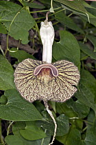 Ecuadorian Dutchman's Pipe (Aristolochia pichinchensis) flower in rainforest, Ecuador