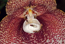 Orchid (Dracula wallisii) flower and Small Fruit Fly (Drosophilidae) group in cloud forest, Tandayapa Valley, western slope of Andes, Ecuador