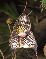 Orchid (Dracula vampira) flower in cloud forest, Tandayapa Valley, western slope of Andes, Ecuador
