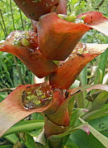 Bromeliad (Mezobromelia capituligera) buds immersed in jelly in cloud forest, Tandayapa Valley, western slope of Andes, Ecuador