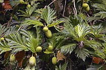 Breadfruit (Artocarpus altilis) fruit, native to southeast Asia