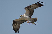 Osprey (Pandion haliaetus) flying with fish, Fort Myers Beach, Florida