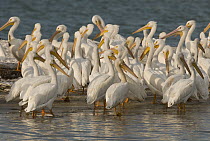 American White Pelican (Pelecanus erythrorhynchos) flock, Gasparilla Sound, Florida