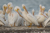American White Pelican (Pelecanus erythrorhynchos) flock preening, Gasparilla Sound, Florida