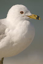Ring-billed Gull (Larus delawarensis), Fort Desoto Park, Florida