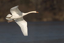 Mute Swan (Cygnus olor) flying, Kensington Metropark, Milford, Michigan