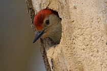 Red-bellied Woodpecker (Melanerpes carolinus) male in nest cavity, Kensington Metropark, Milford, Michigan
