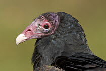 Turkey Vulture (Cathartes aura), Howell Nature Center, Michigan