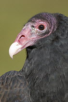 Turkey Vulture (Cathartes aura), Howell Nature Center, Michigan