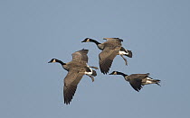 Canada Goose (Branta canadensis) trio flying, Kellogg Bird Sanctuary, Michigan