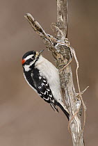 Downy Woodpecker (Picoides pubescens) male, Kensington Metropark, Milford, Michigan