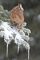 Eastern Screech Owl (Megascops asio) red morph in winter, Howell Nature Center, Michigan