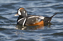 Harlequin Duck (Histrionicus histrionicus) male, Barnegat Light, New Jersey