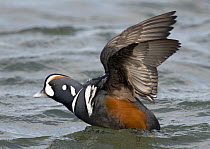 Harlequin Duck (Histrionicus histrionicus) male taking flight, Barnegat Light, New Jersey