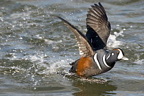 Harlequin Duck (Histrionicus histrionicus) male taking flight, Barnegat Light, New Jersey