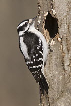 Downy Woodpecker (Picoides pubescens) female at nest cavity, Kensington Metropark, Milford, Michigan
