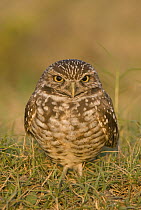Burrowing Owl (Athene cunicularia), J. N. Ding Darling National Wildlife Refuge, Florida