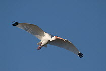 White Ibis (Eudocimus albus) flying, Fort Myers Beach, Florida